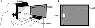 Spatial Accuracy of Predictive Saccades Determines the Performance of Continuous Visuomotor Action